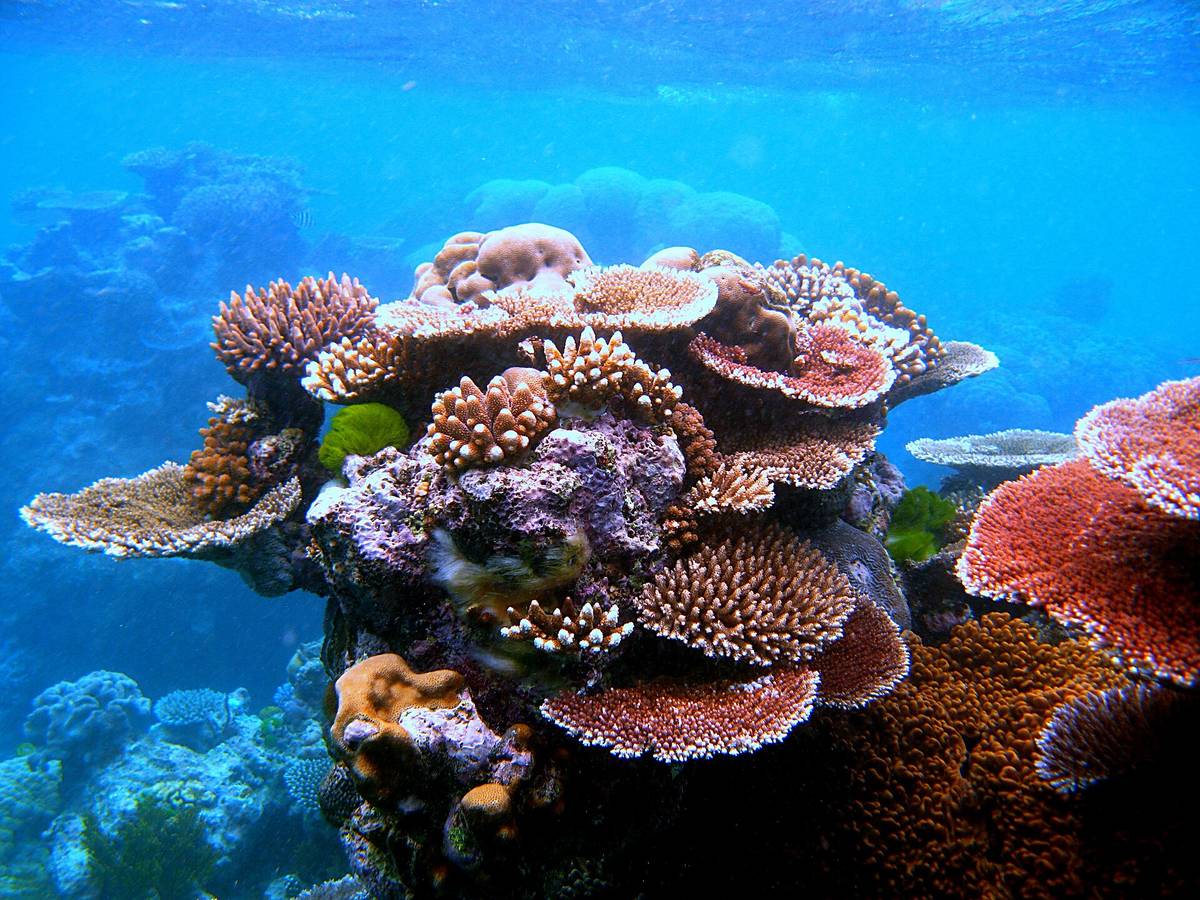 Coral outcrop on Flynn Reef, Great Barrier Reef