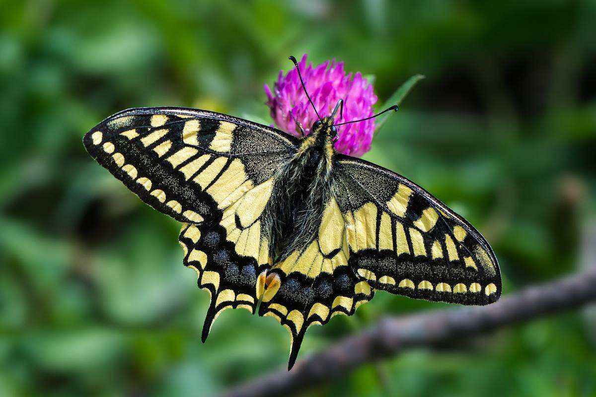 Papilio machaon (swallowtail)