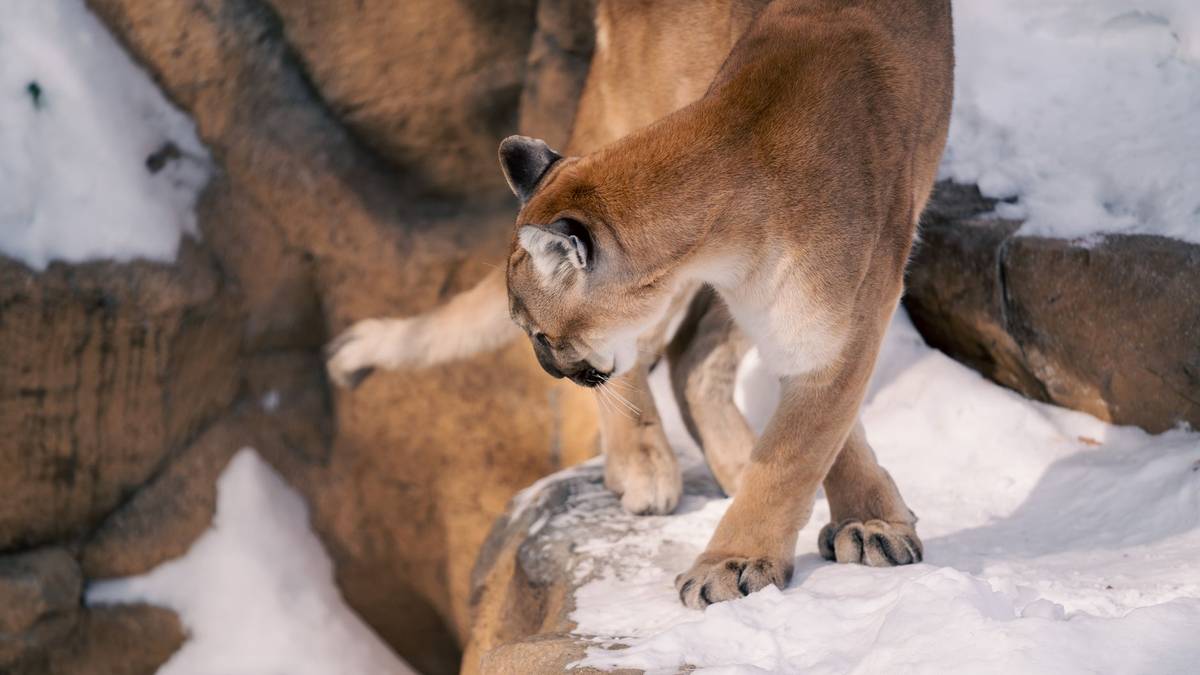 A cougar walking through a snowy rocky landscape.