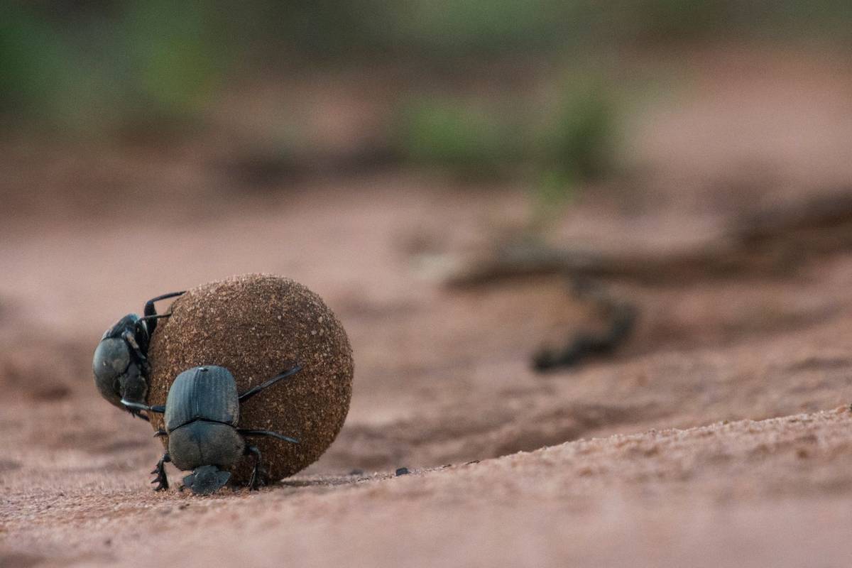 Dung beetles rolling a ball of dung