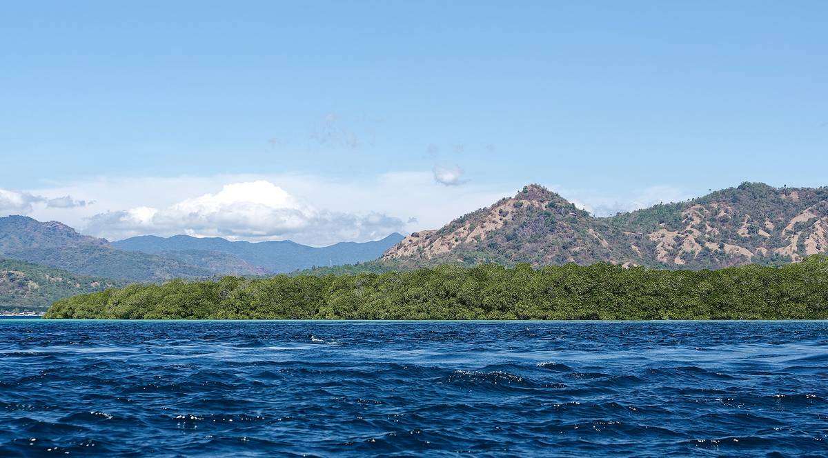 Mangrove forest on Koabe Island, Komodo National Park, Indonesia