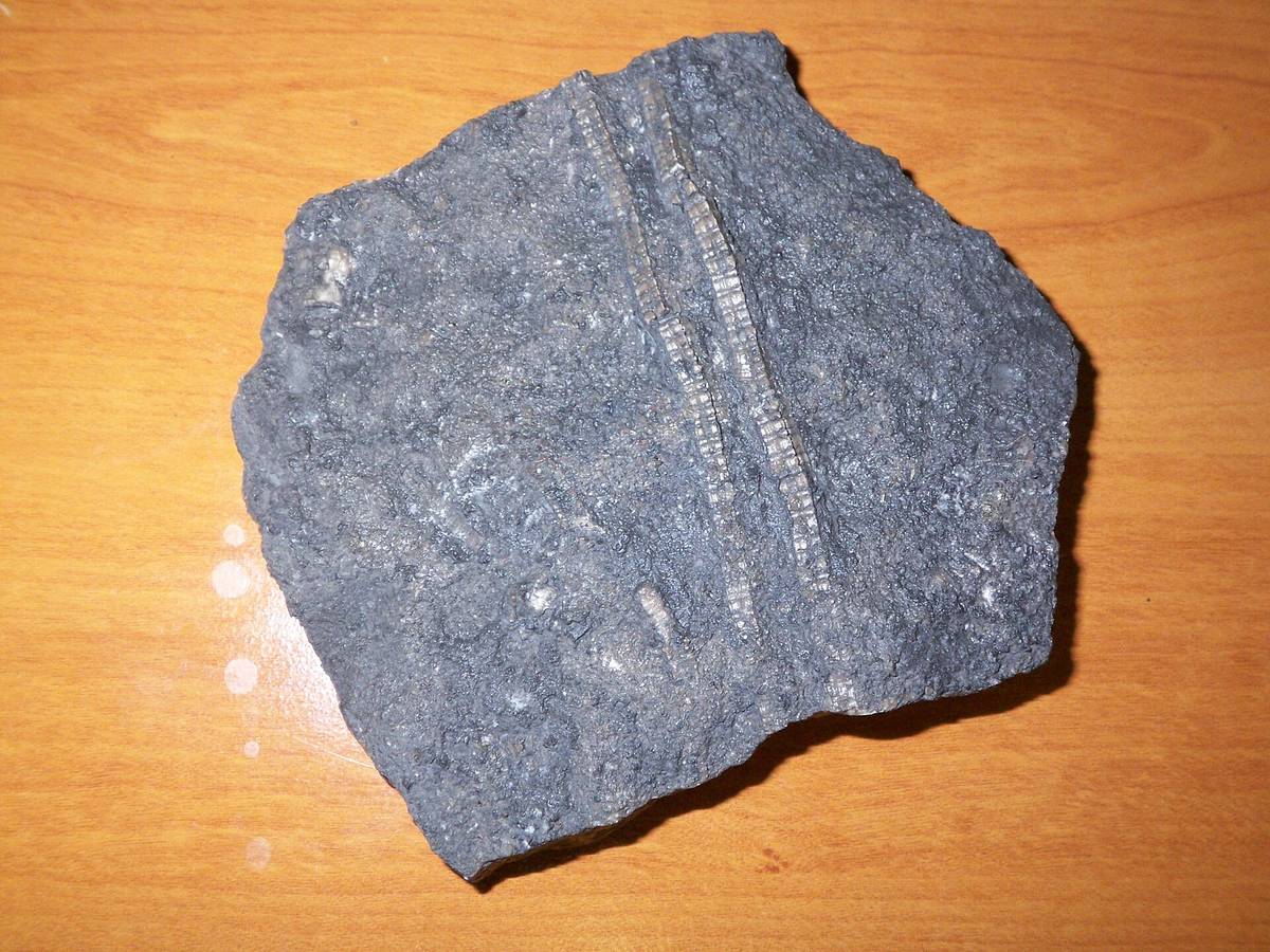 Pentacrinites crinoid fossil stem