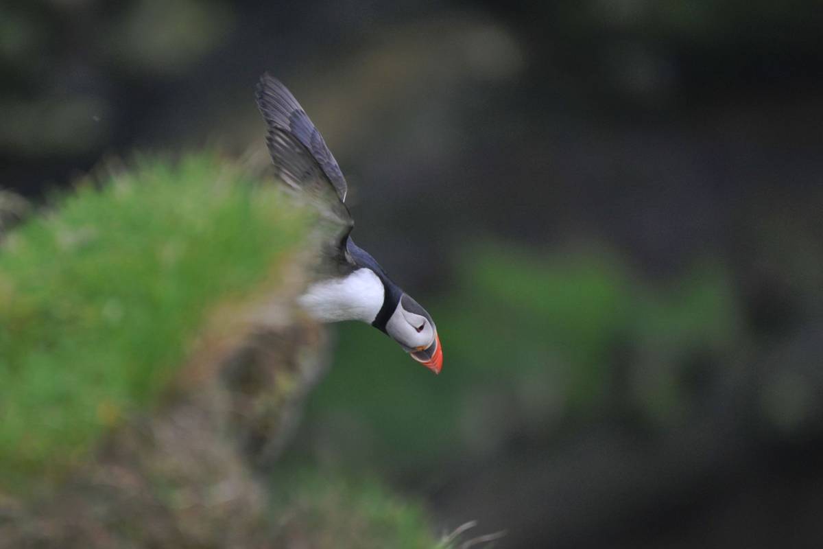 Puffin gracefully gliding over lush green cliffs, showcasing nature's beauty in motion.