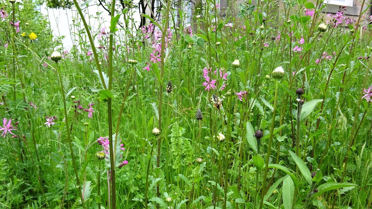 Wildflower meadow, Gibson Street, Glasgow University