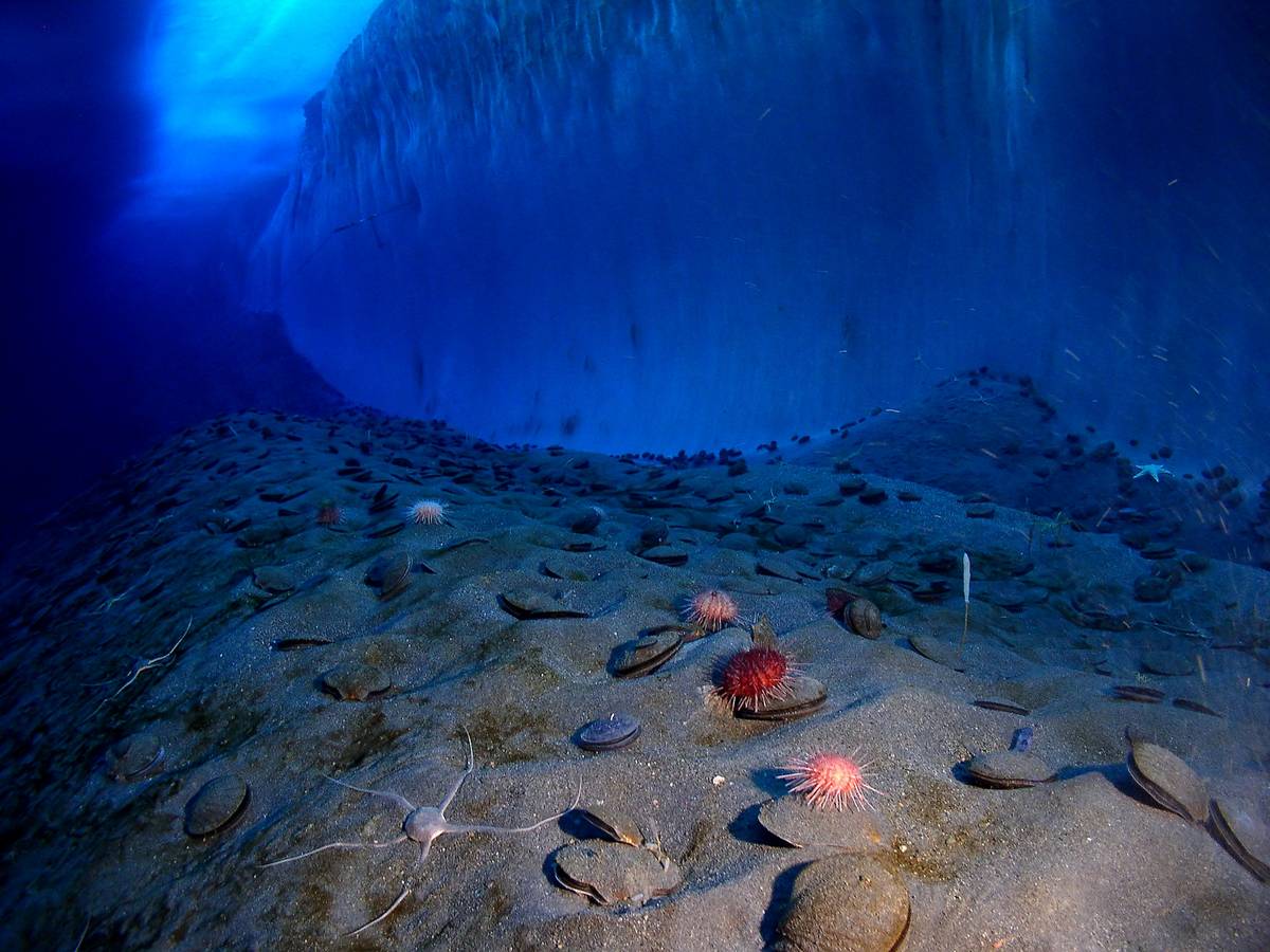 Underwater mcmurdo sound