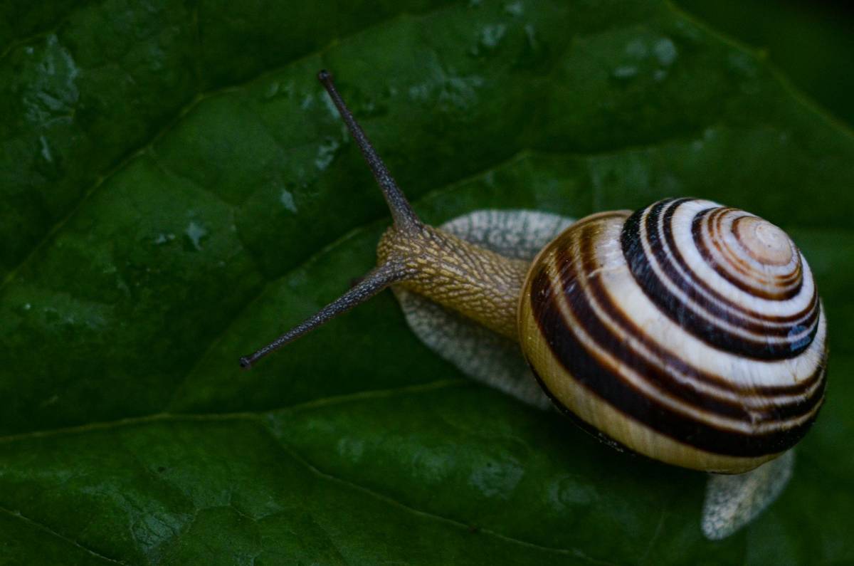 Close-up photo of a brown striped garden snail on a green leaf.