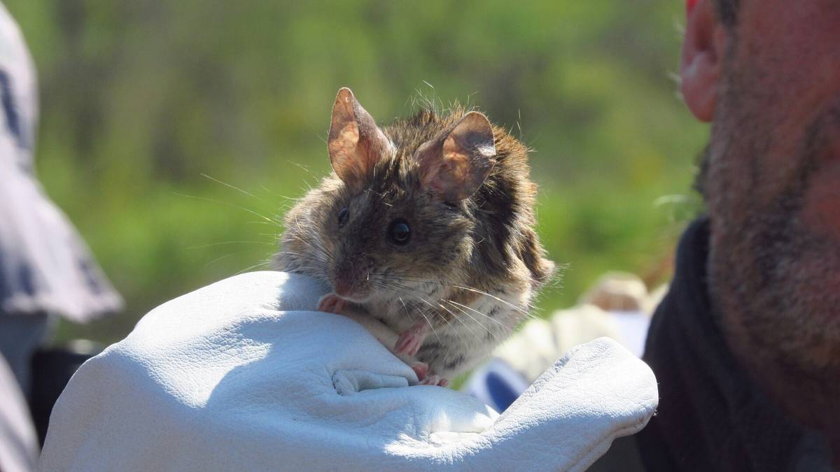 Phyllotis darwinii, a leaf-eared mouse of the Andes