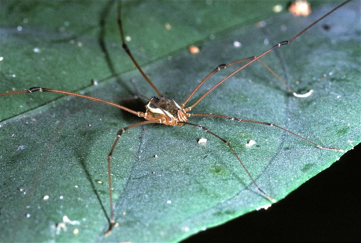 Harvestman (Opiliones)