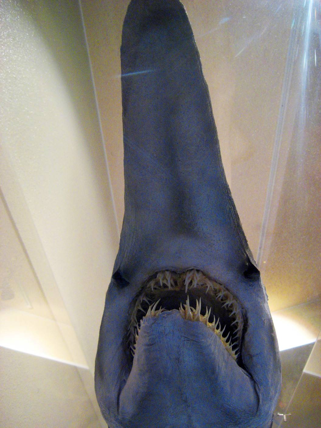 Goblin shark snout