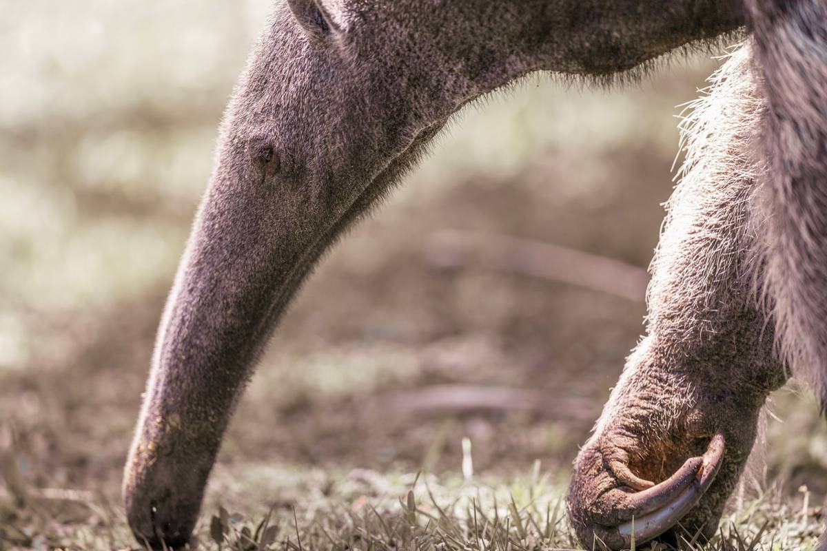 Giant anteater foraging in a grassy field