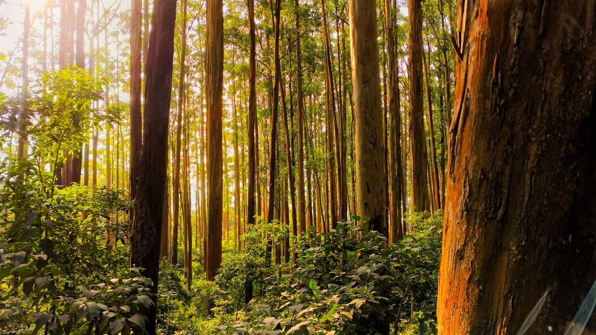 Lush eucalyptus forest in Ooty, Tamil Nadu, captured in daylight.