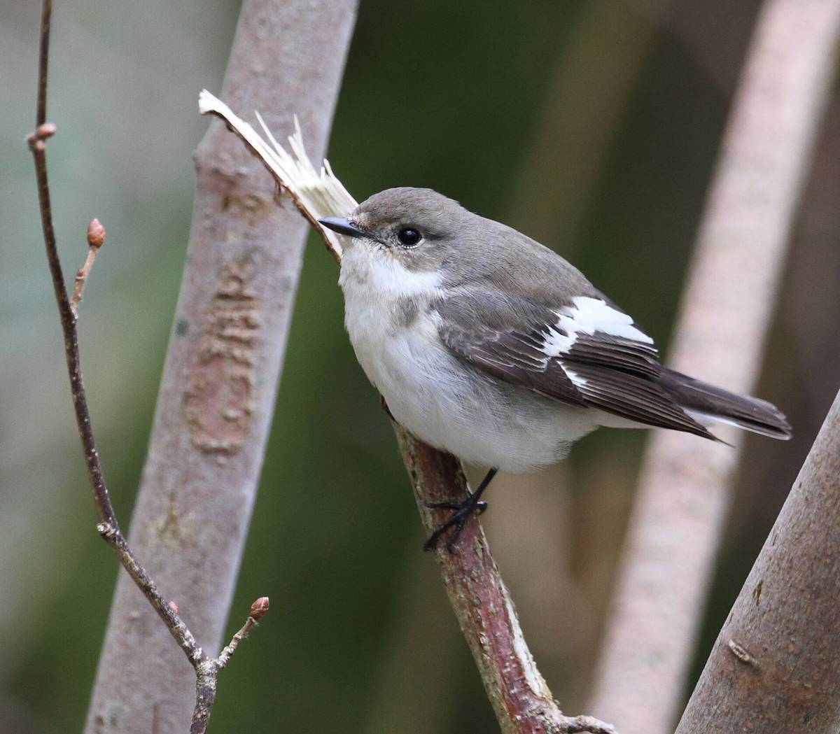 Pied flycatcher (Ficedula hypoleuca)