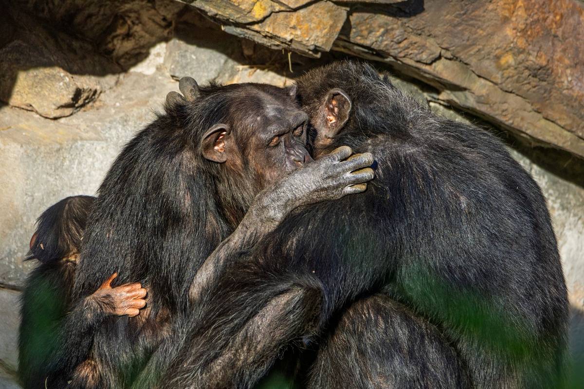 A family of chimpanzees shares an affectionate moment in their rocky natural habitat.