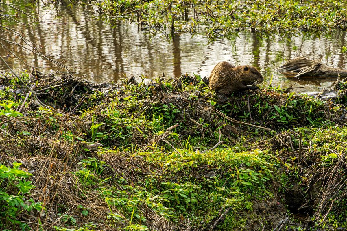 A beaver at the water's edge in a wetland