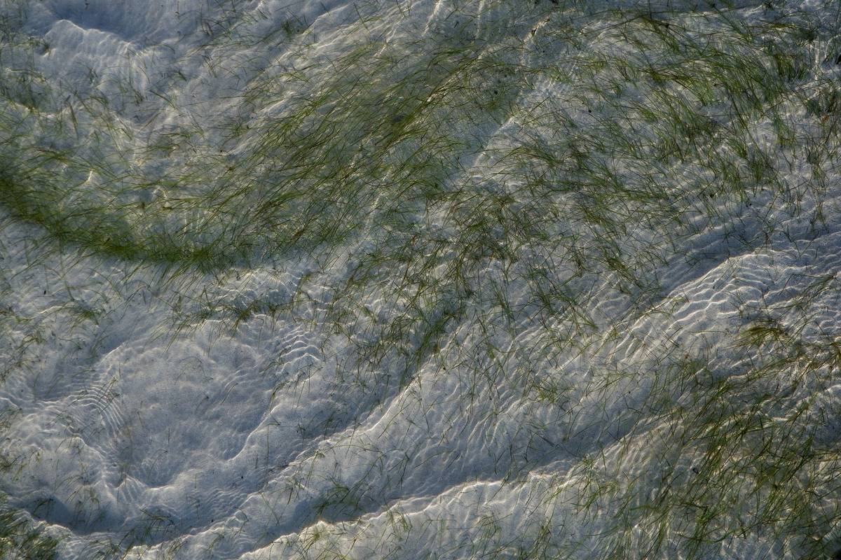 Peaceful shot of seagrass swaying beneath clear, rippling water in sunlight.