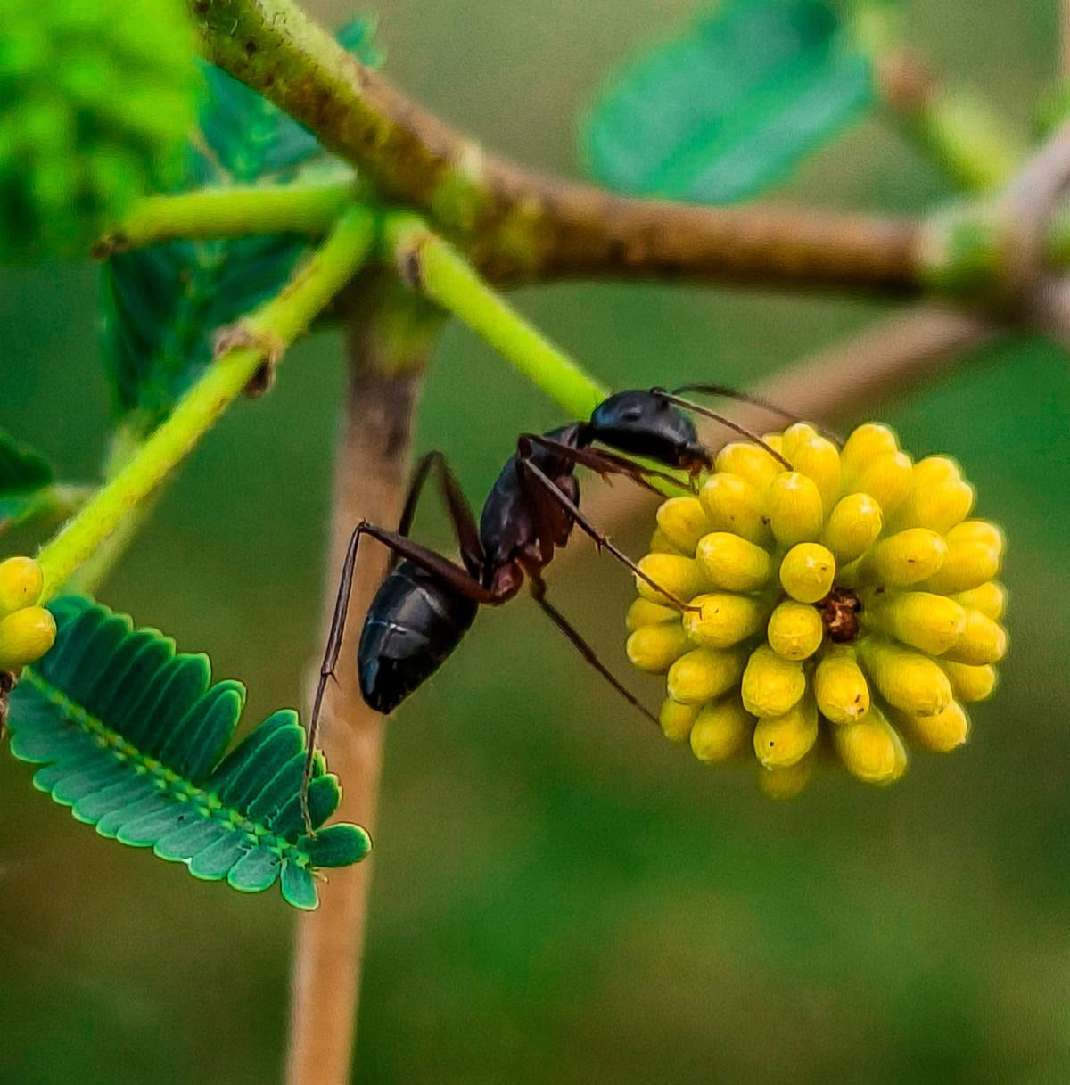 Macro photograph of an ant foraging on a flower bud