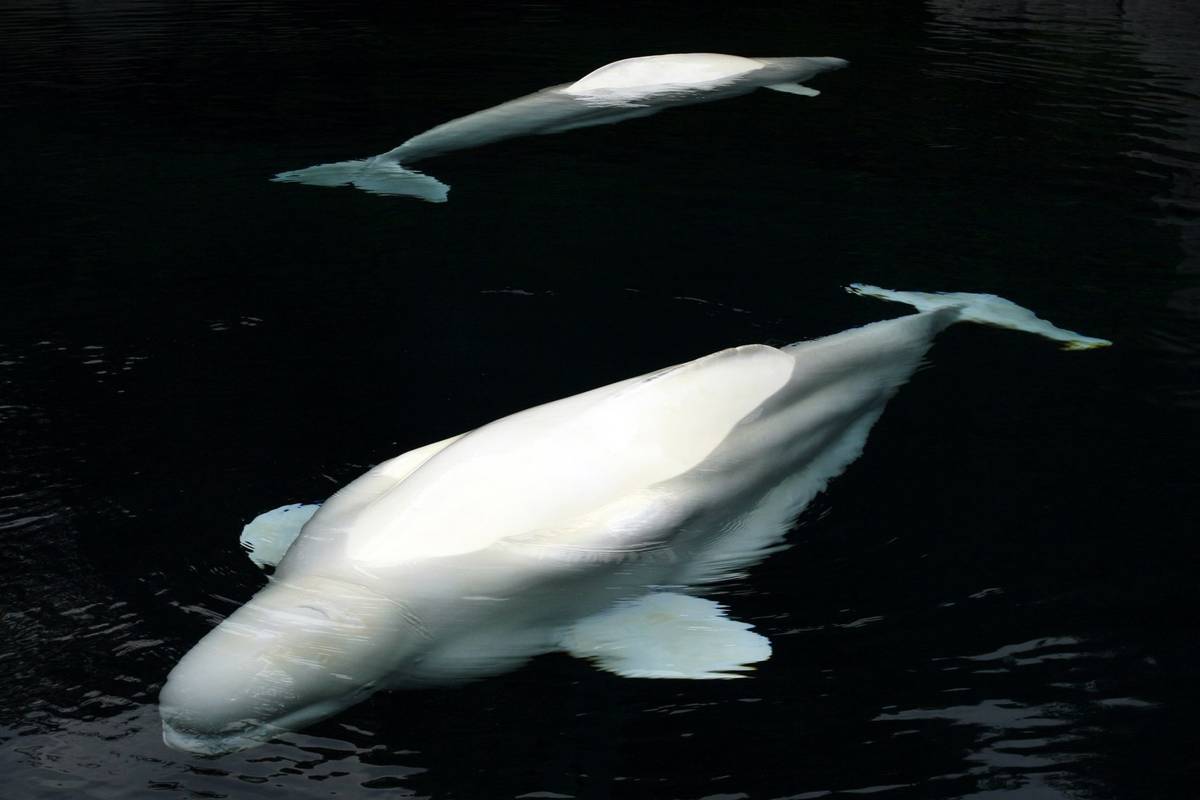 Two beluga whales gracefully swimming underwater, captured in a serene aquatic setting.