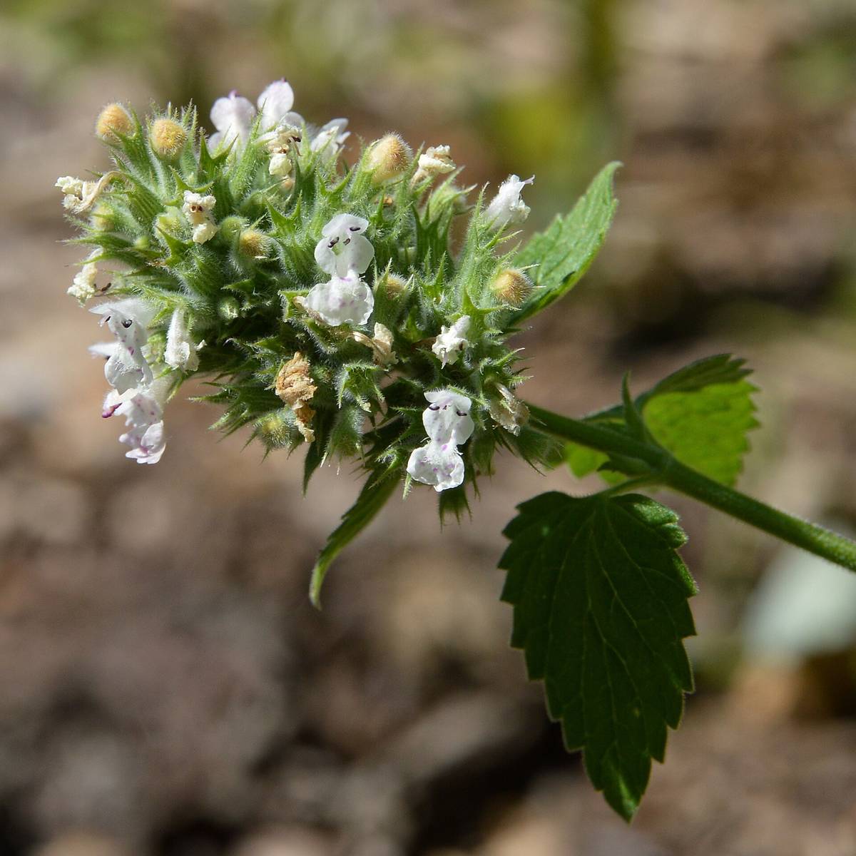 Catnip (Nepeta cataria) in flower