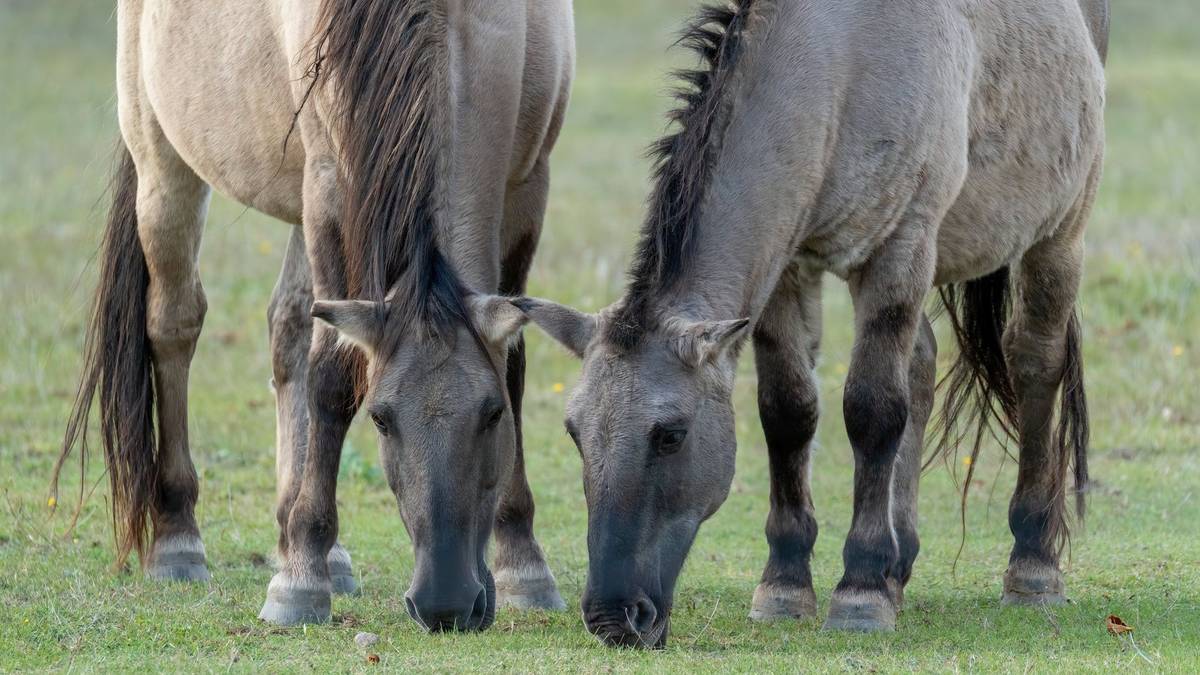 Two Przewalski's horses grazing peacefully on the Mongolian steppe.
