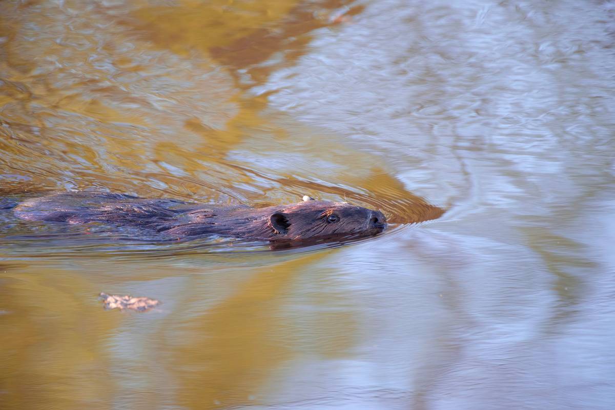 A beaver glides through calm, reflective waters