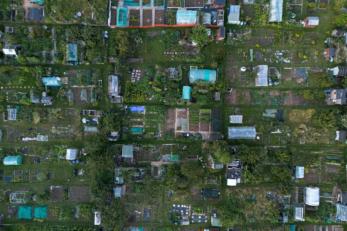 Aerial photograph showcasing organized community gardening plots in Brighton, England.