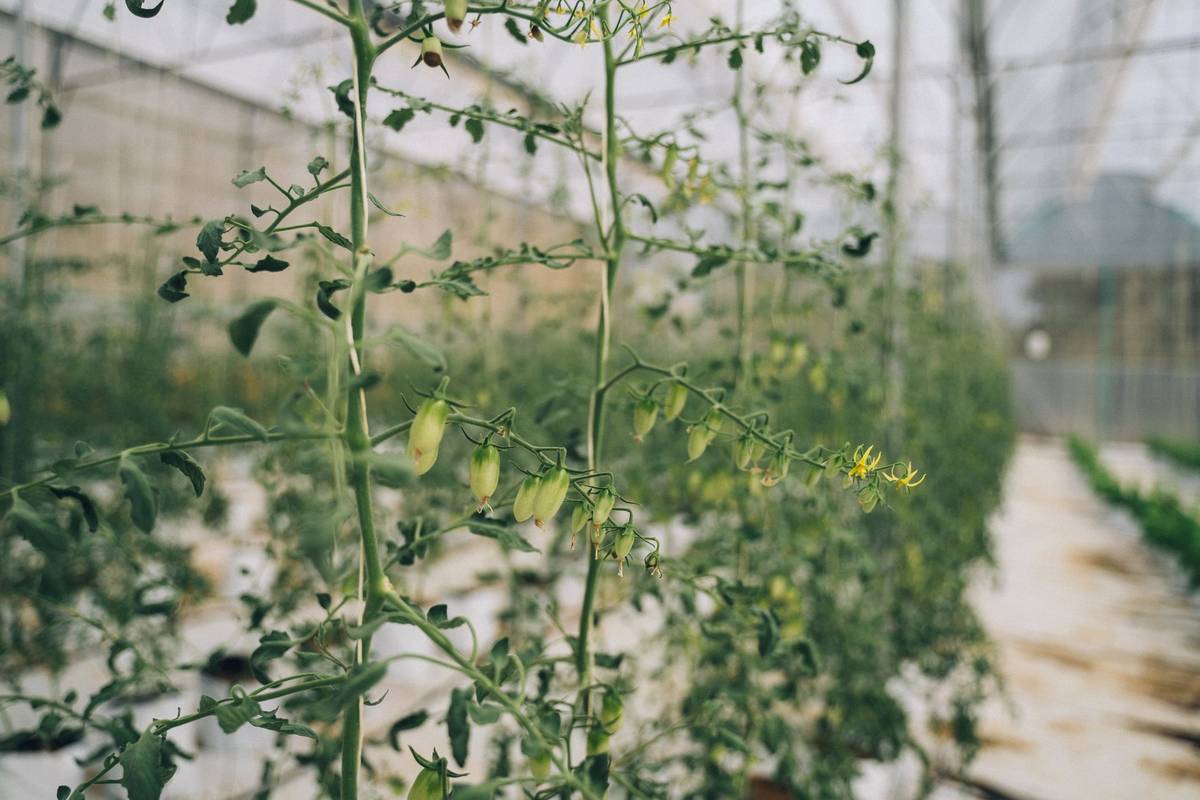 Close-up of leafy green tomato plants growing in a greenhouse.
