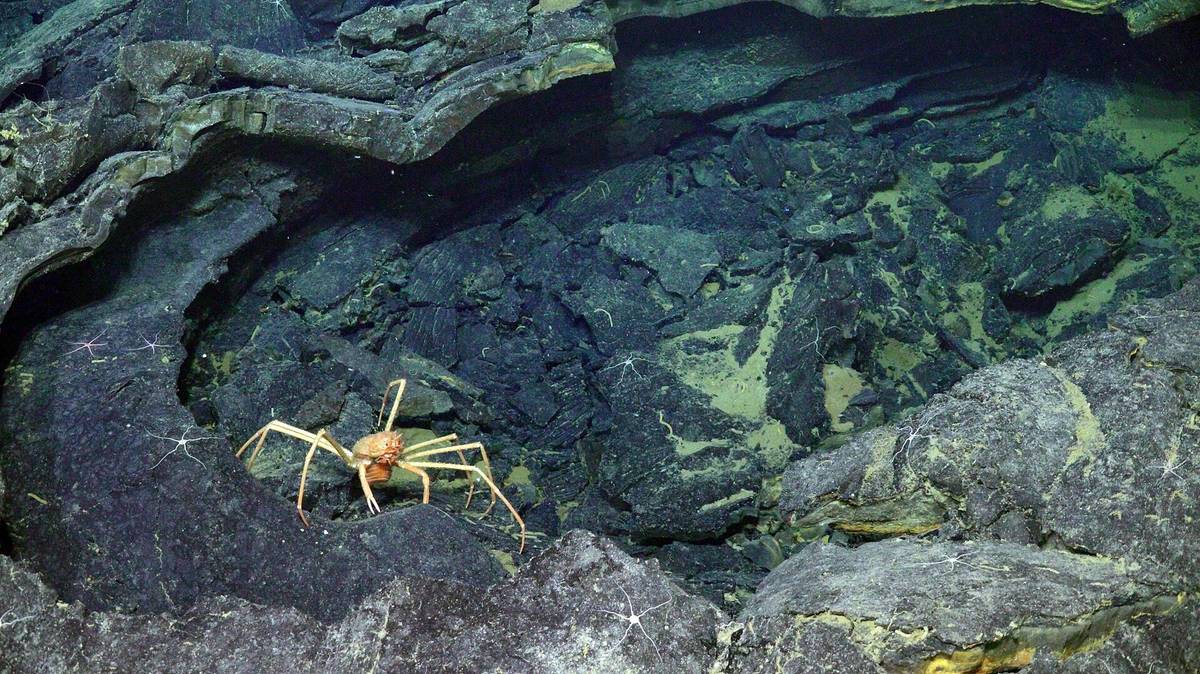 A spider crab explores a collapsed, frozen lava lake (OOI 289)