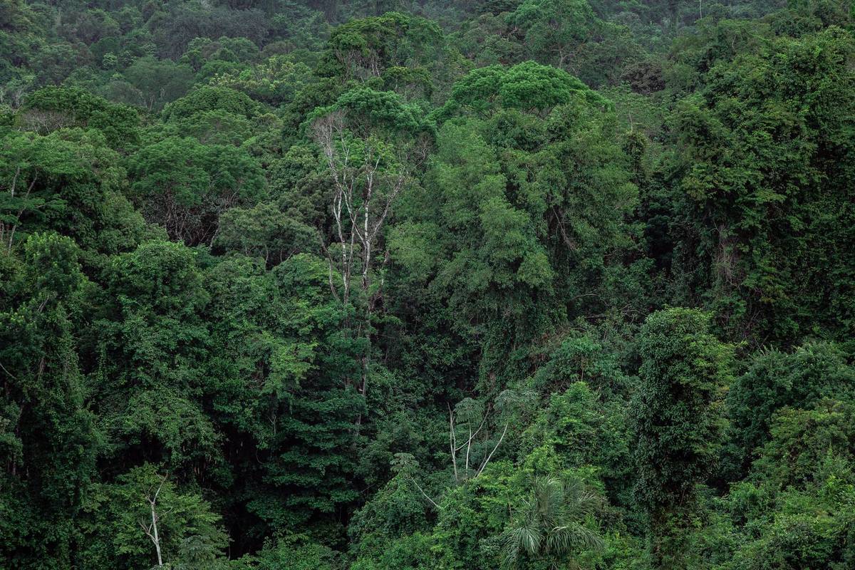 Aerial view of dense tropical rainforest
